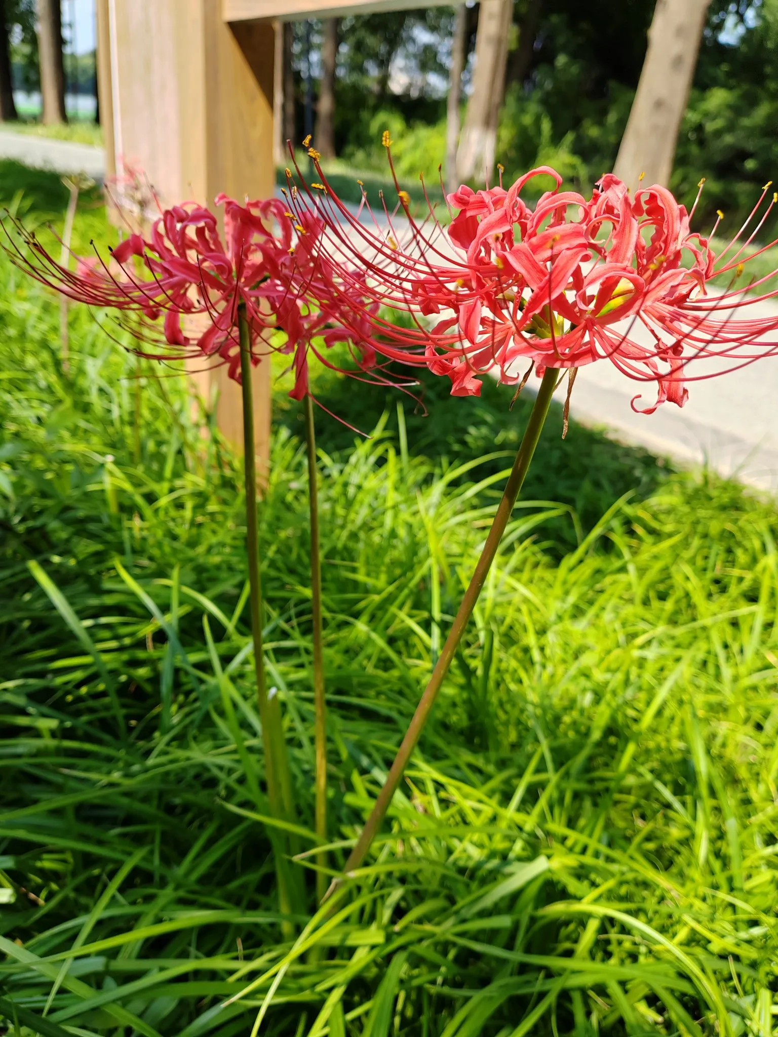 小G助手拼多多：彼岸花的神秘美丽，美与诡异交织的花海之旅