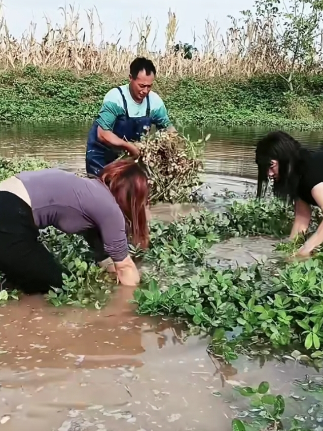 多多留评官网下载官网：秋收季节的忧虑，新超市购物遇导购，聊花生与天气