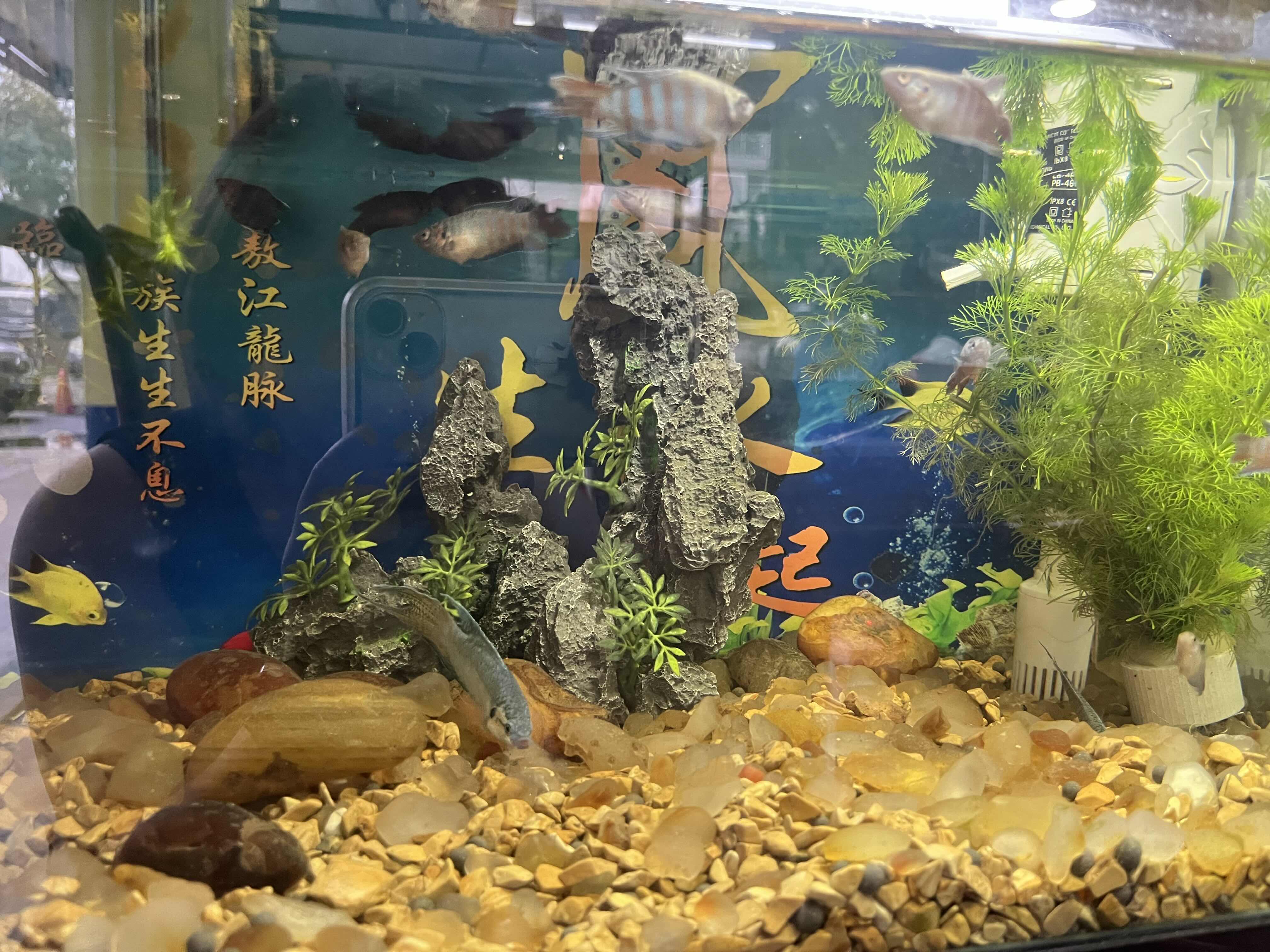 大牛助手：养斗鱼，从情绪沙袋到现代人生活哲学的反思与启示