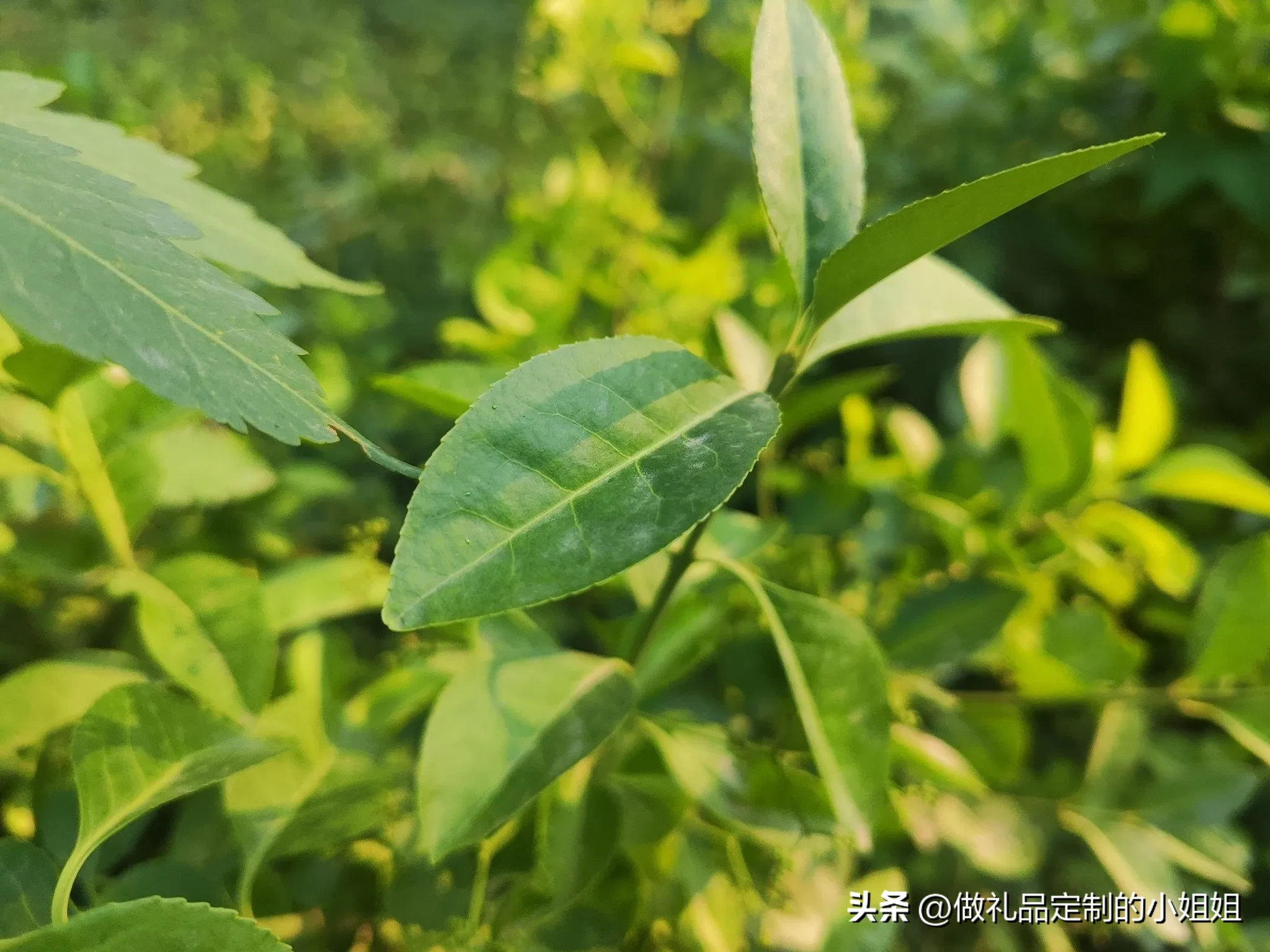 51助手怎么用：客户表现出这三种迹象，签单变得水到渠成的秘诀