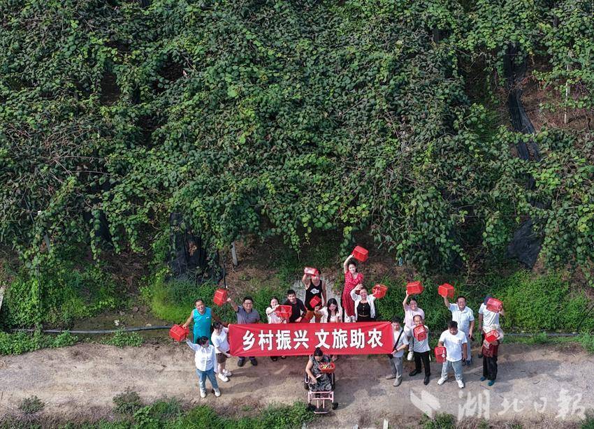 51助手：蕲春猕猴桃助农行动，数字赋能文旅农业新模式探索