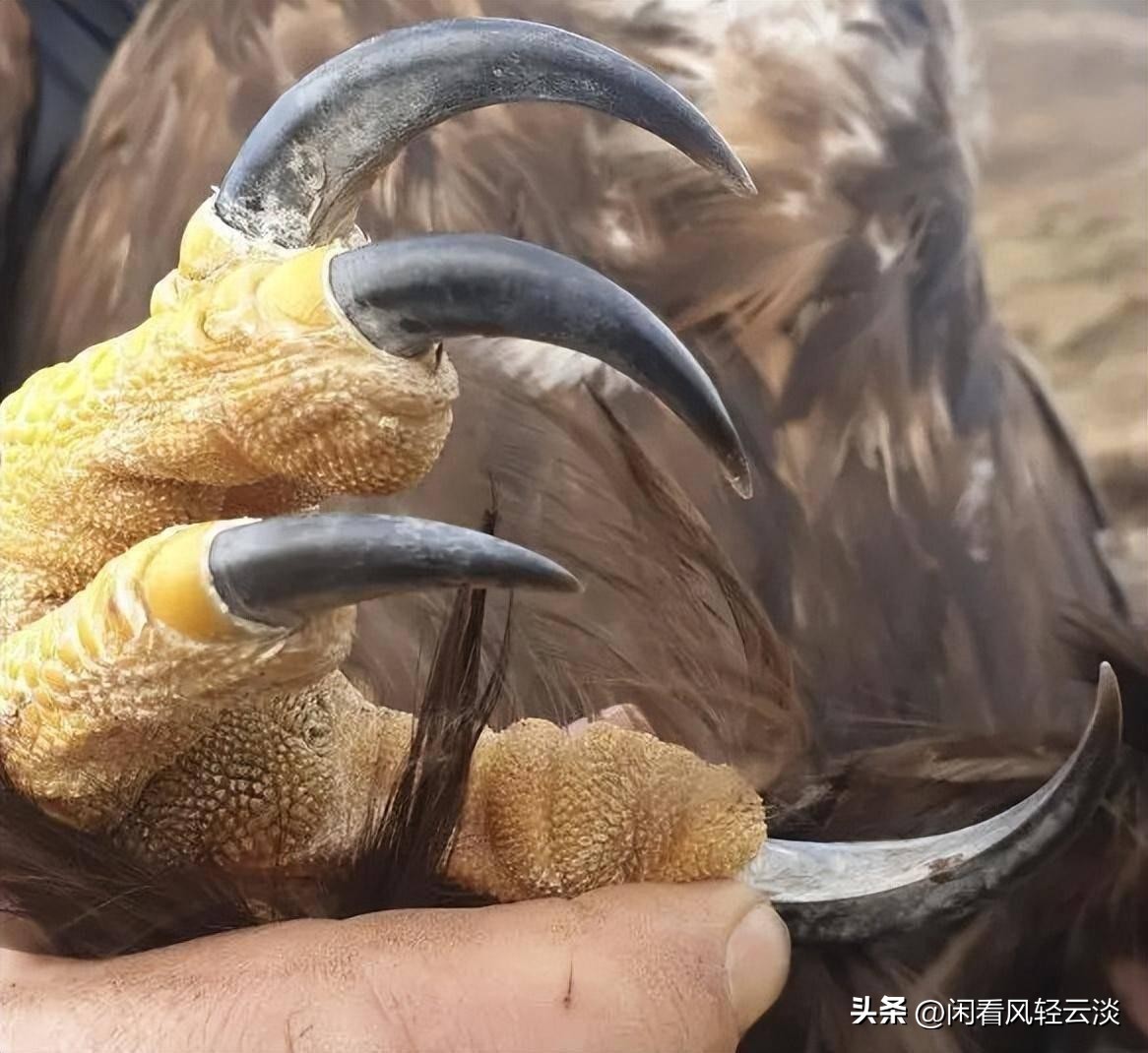 多多出评工具：金雕捕猎小野猪的空中传奇，揭秘猛禽的狩猎技巧与自然之美