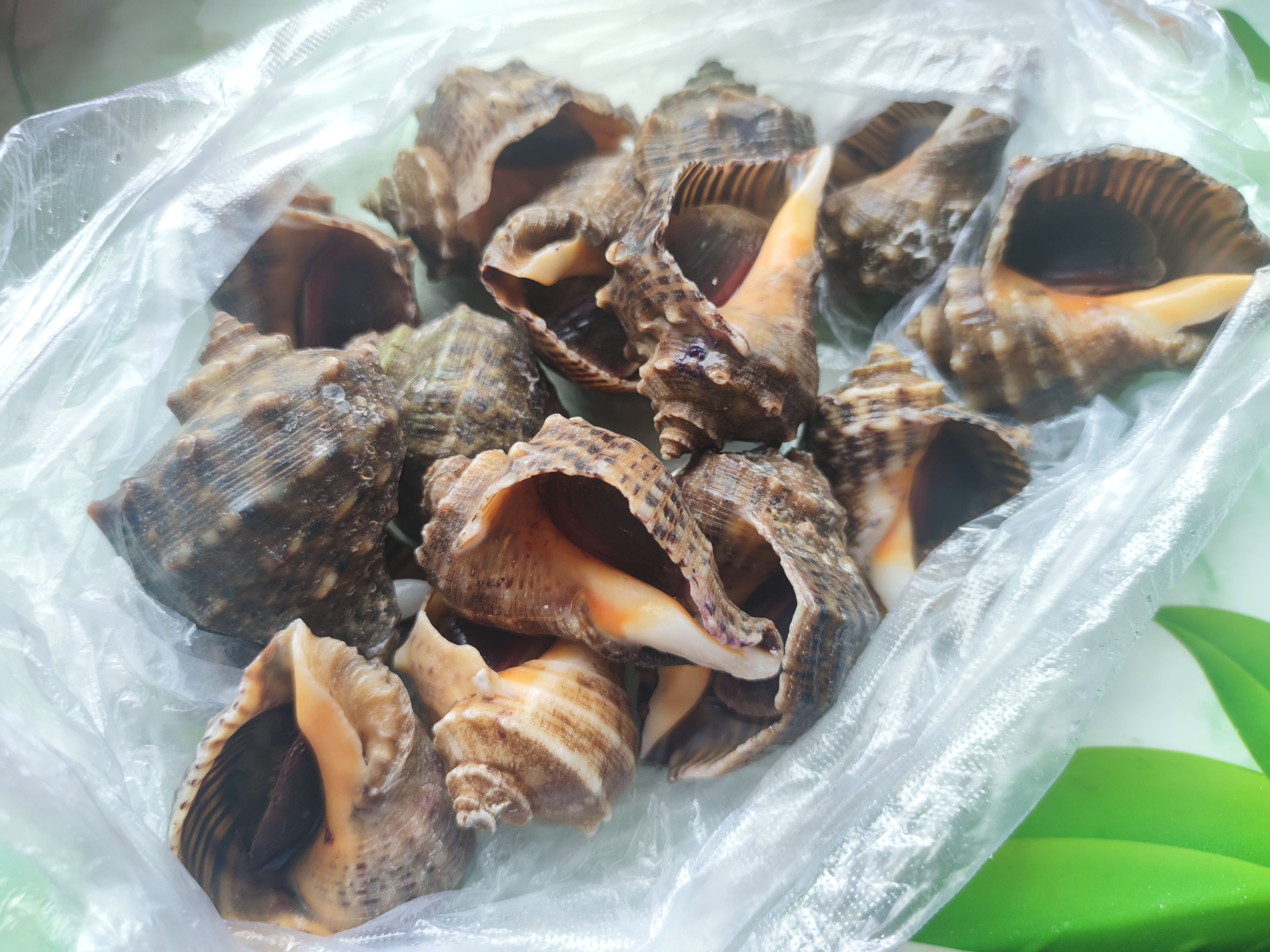 超评助手官网：海鲜市场热潮，梭子蟹丰收与养殖技术提升解析
