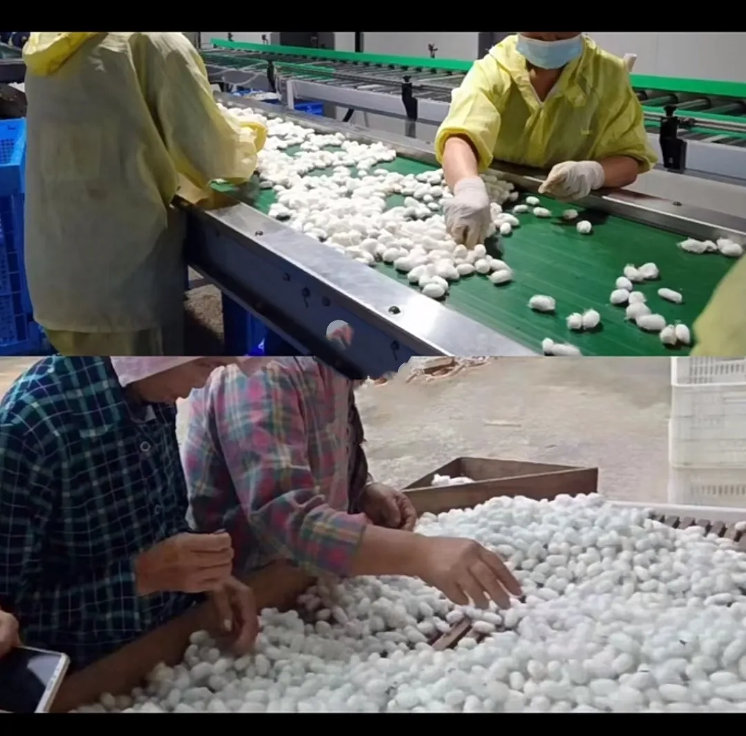 小G助手软件下载：蚕吃饲料的科技创新，是福是祸？探讨丝绸业的未来发展与挑战