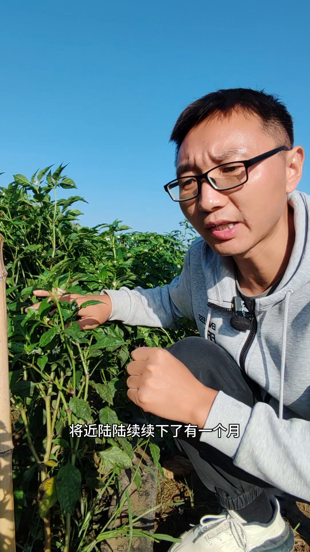 X助手怎么用：如何应对辣椒种植中的常见问题与经验分享