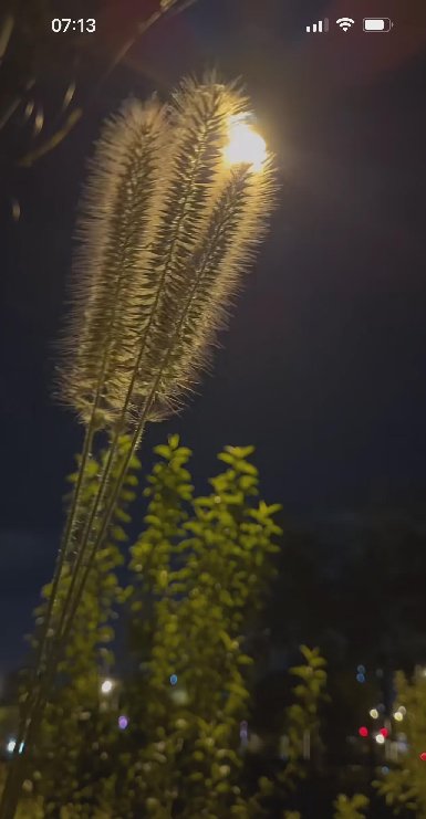 易出评使用方法：用心发现生活中的美好，狗尾巴草与小米的启示