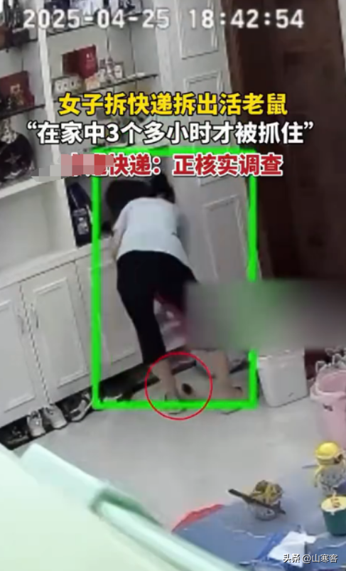 权重大师靠谱吗：快递藏老鼠惊魂记，商家与快递公司互推责任引发热议