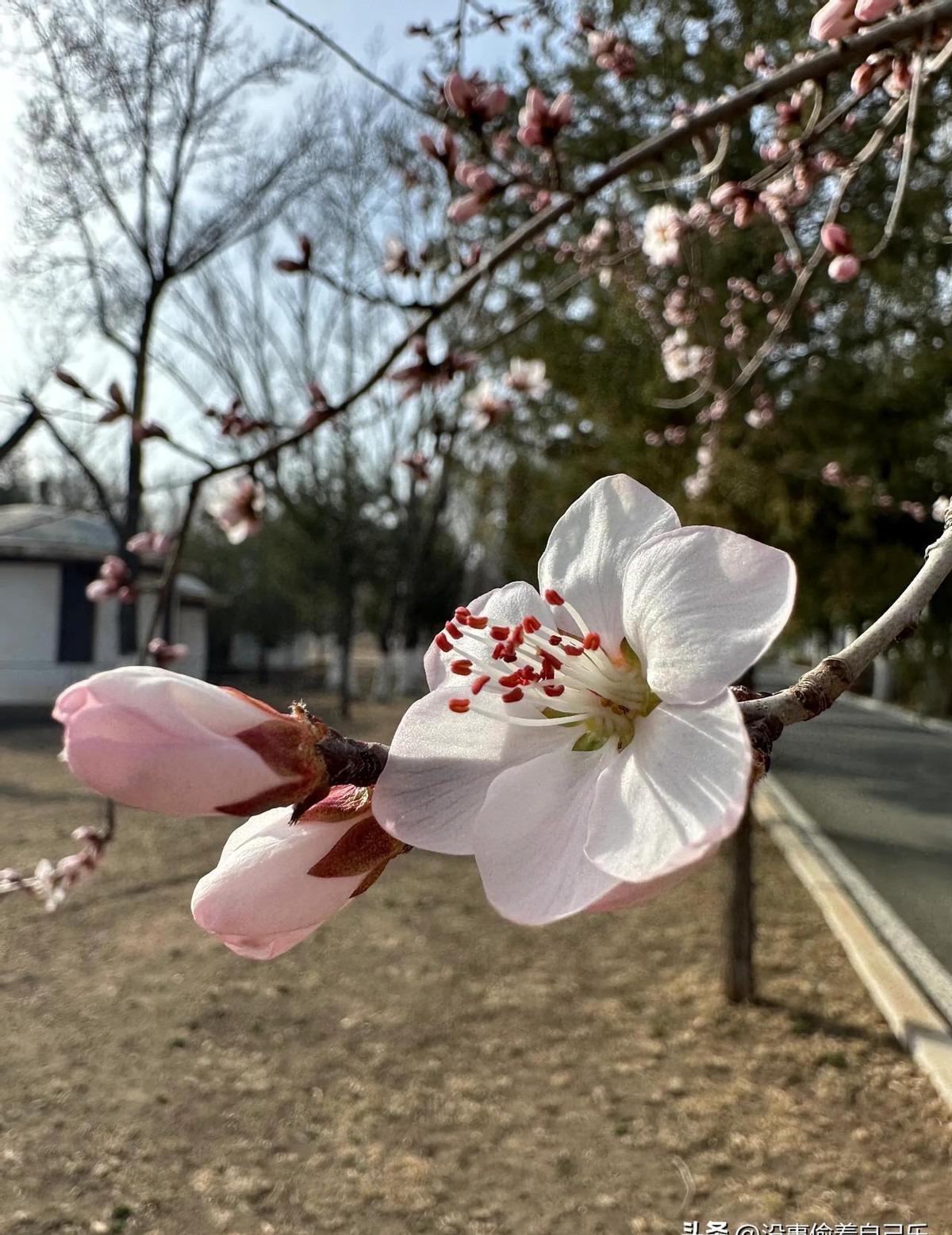 Q助手：市委书记因审美决策引发城市招牌强改，三河市管理乱象引热议