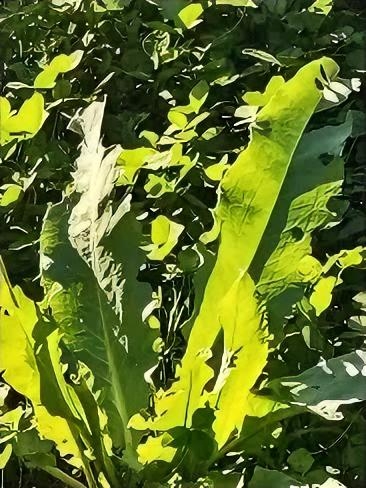权重大师最新版本：拼多多“黑标”店铺揭秘，如何放心选购优质商品？