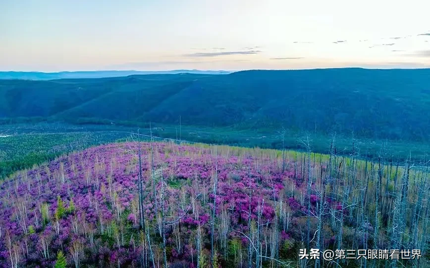 云创助手：大兴安岭蓝莓原果电商销售全攻略，市场调研到物流配送指南