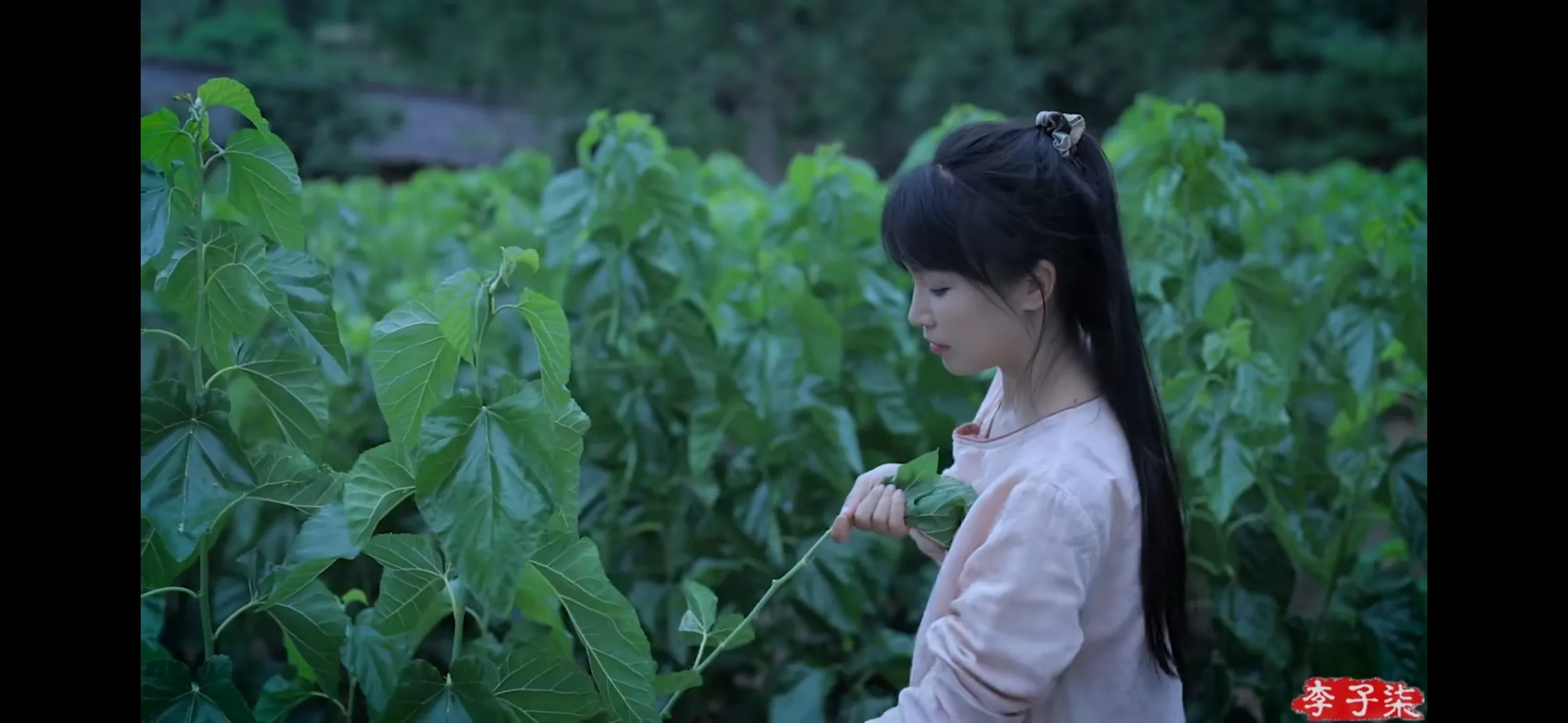 拼多多出评神器：李子柒重返网络，分享真诚祝福与音乐梦想，网友热议其归来之路