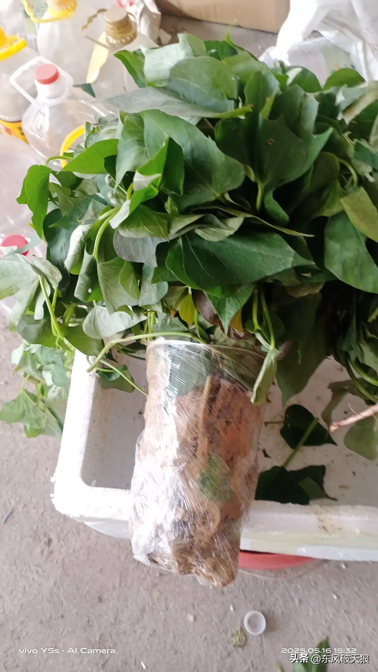 超评助手卡密：网购地瓜秧经验分享，快递包装破损与栽种工具自制探讨