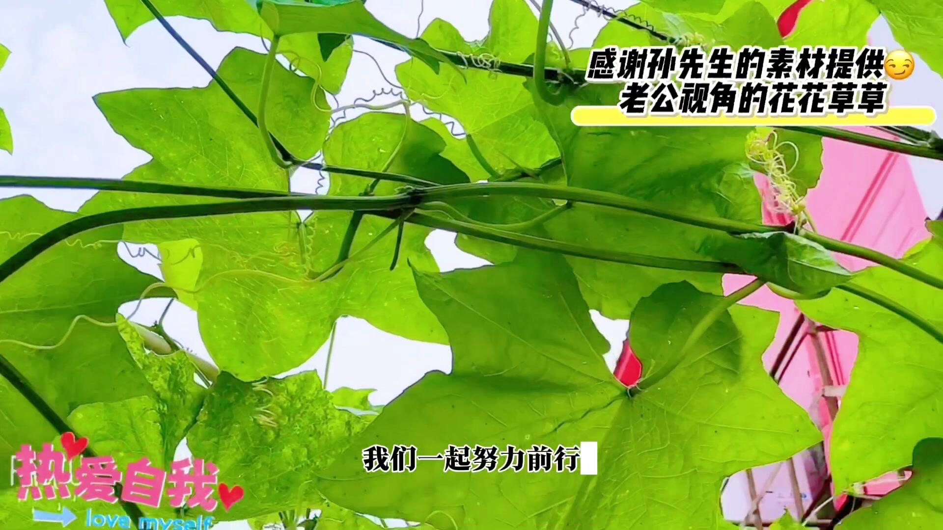 番茄管家软件：自媒体如何应对中视频升级与多元化变现策略解析