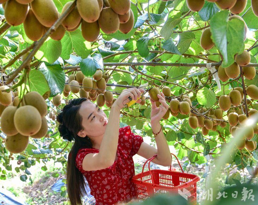 51助手：蕲春猕猴桃助农行动，数字赋能文旅农业新模式探索
