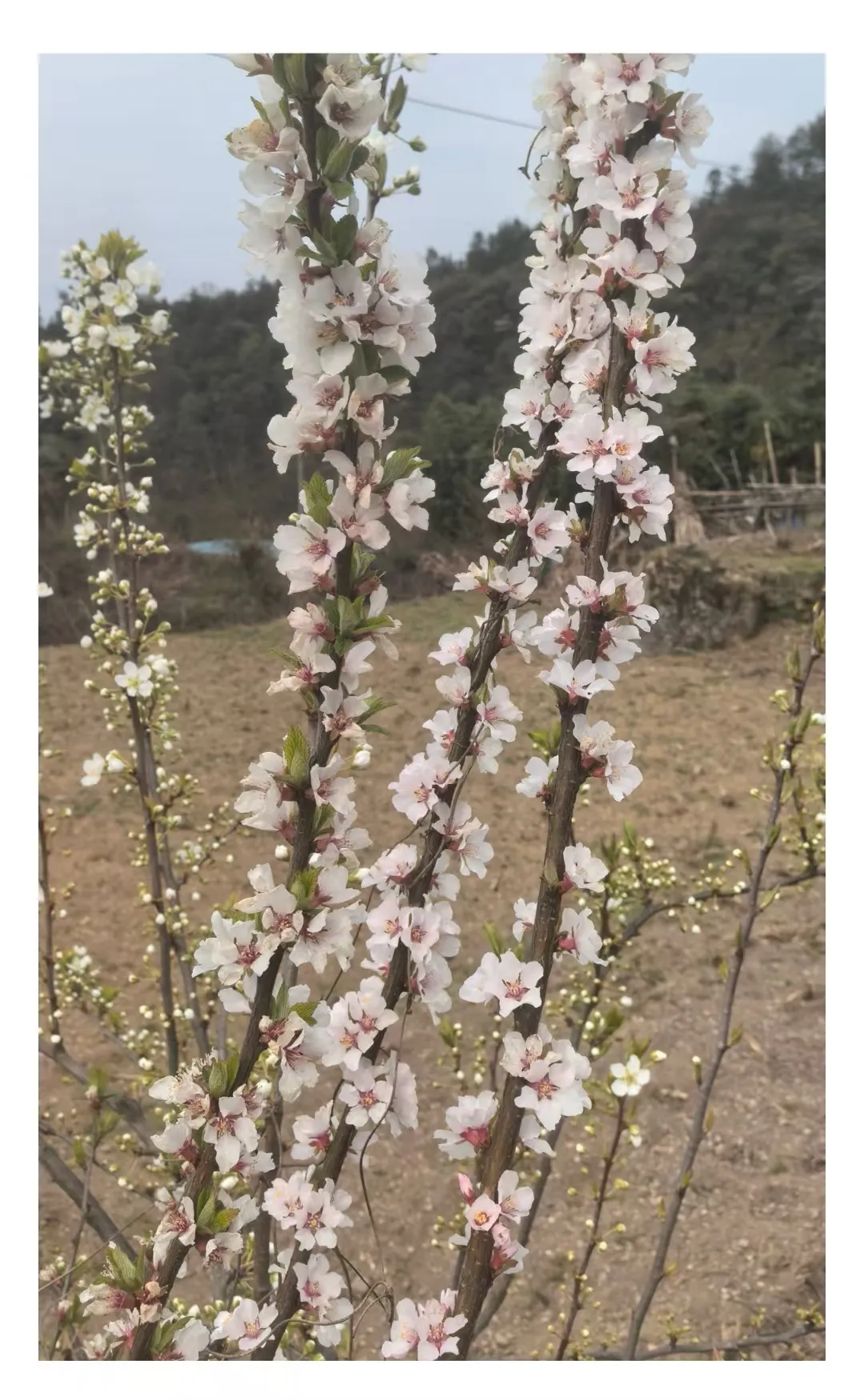 CC助手：中年后的孤独，如何面对生活的空虚与人际关系的消逝