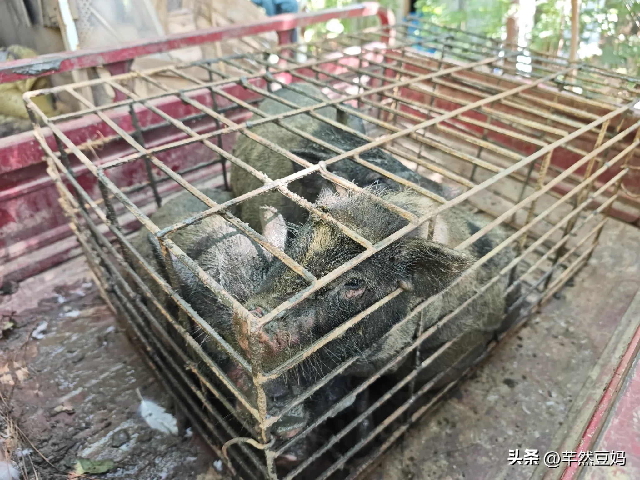 魅力狗入口：高温天气下的养猪挑战，转运小猪的紧急救援与经验反思