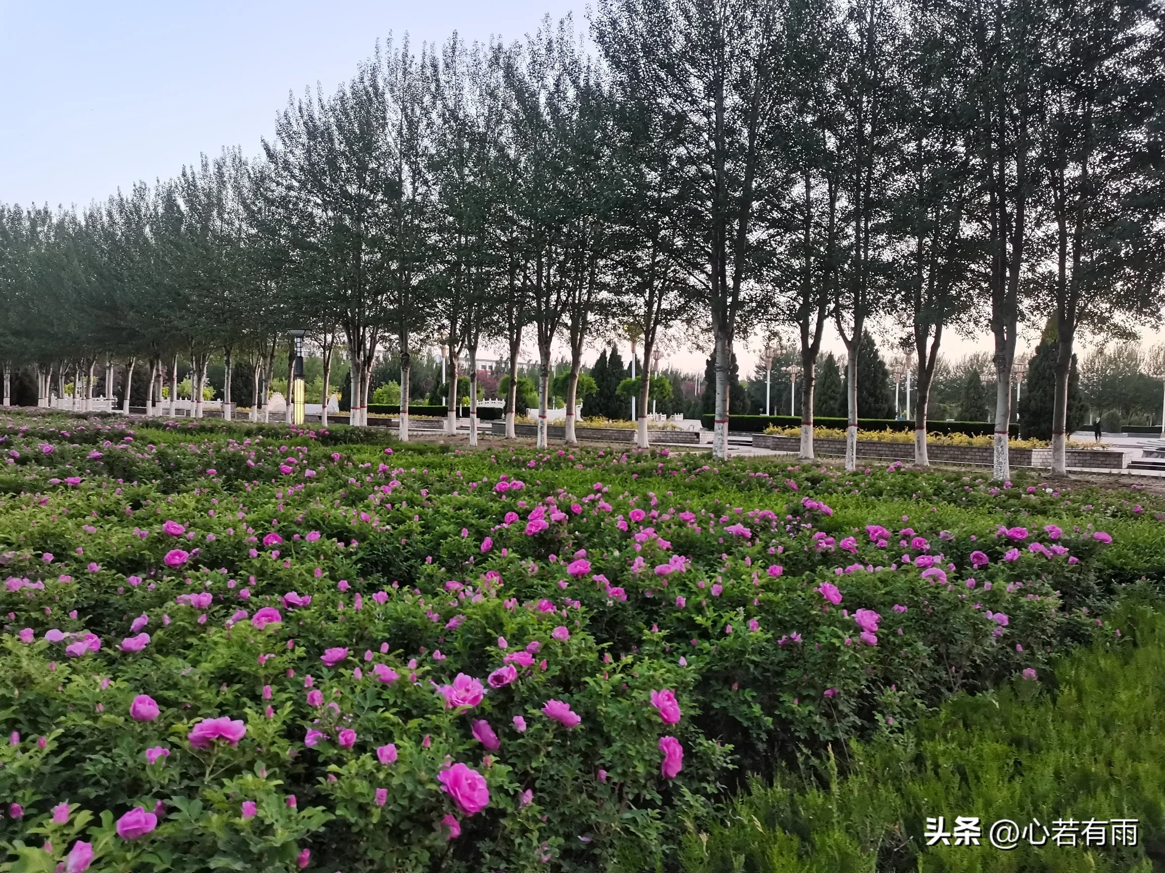 琦玉助手：网络直播带货崛起，实体店面临挑战，人际关系与经济的转变