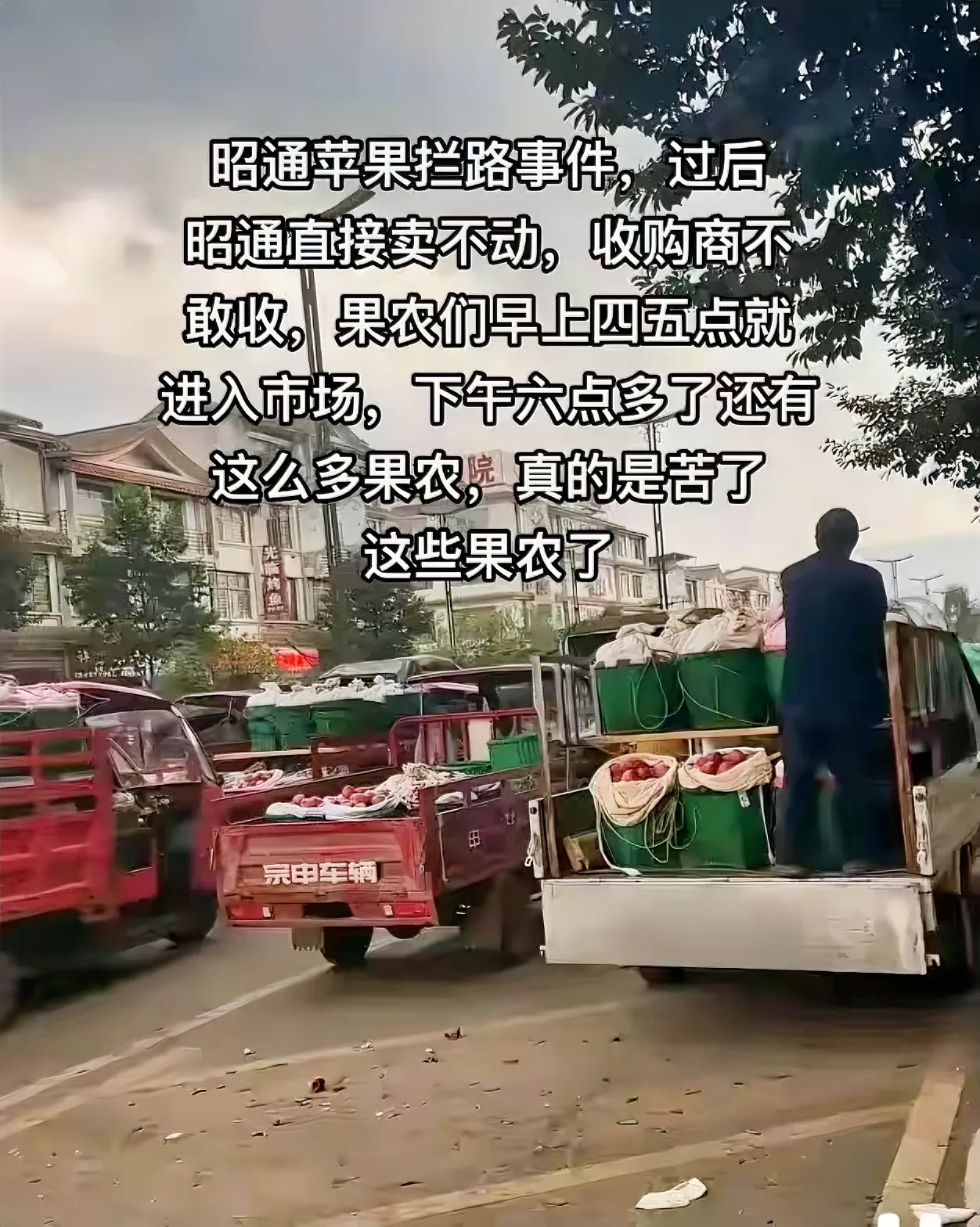 小G助手使用方法：云南昭通“苹果风波”引发热搜，果农愁苦销量骤降