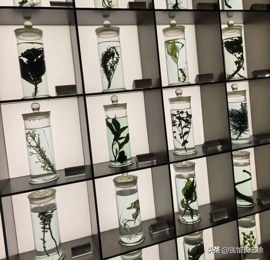 51助手开团软件：中医馆重组与发展，探索中医药复兴的关键路径和挑战