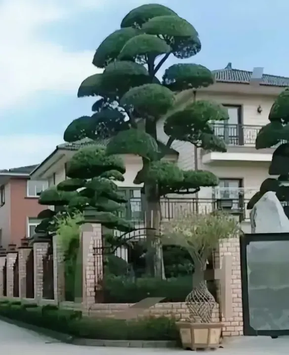 超单助手教程：买树的烦恼，从罗汉松纠纷看养护常识的重要性