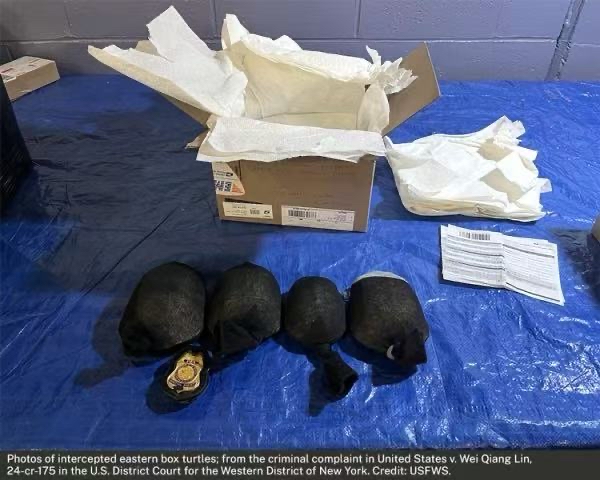超单助手卡密：美港动物走私案，纽约男子认罪出口受保护龟类面临重刑
