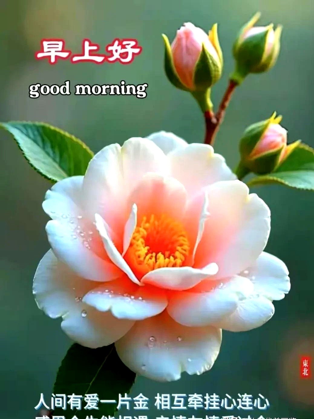 小G助手：朋友圈的“早安”祝福，温暖还是机械？让我们重新定义情感连接