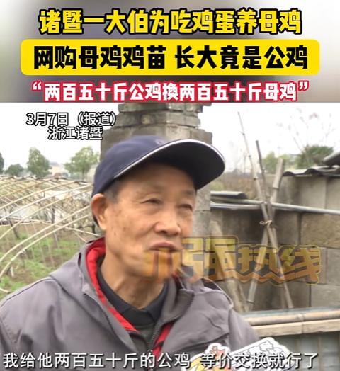 小G助手官网入口：网购鸡苗“坑爹”，大爷59元买58只母鸡，结果全是公鸡！