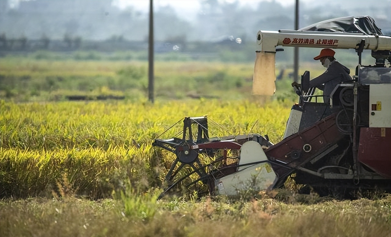 魅力狗:巴西大豆价格飙升,中国买家暂停采购背后的市场博弈与粮食安全策略 魅力狗:巴西大豆价格飙升,中国买家暂停采购背后的市场博弈与粮食安全策略