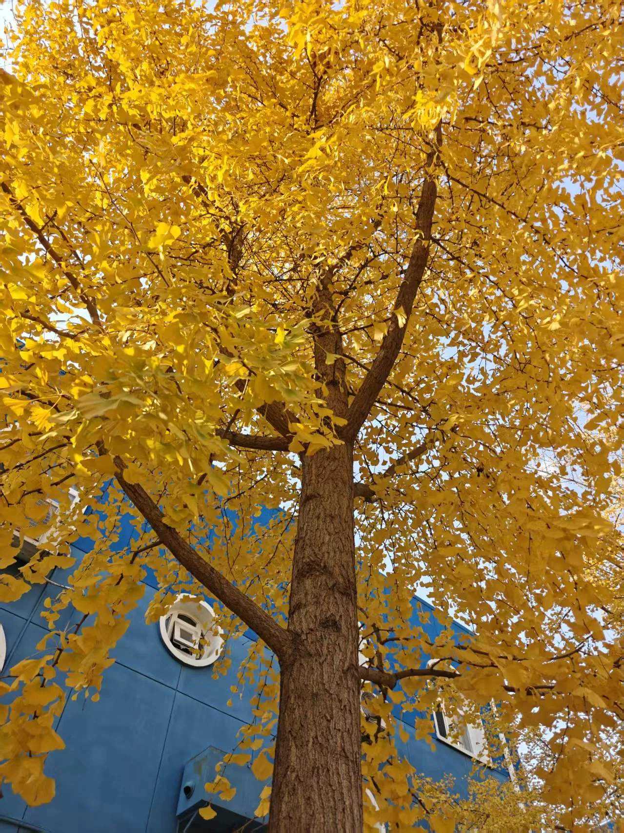超单助手补单软件：暴走团香港健步争议，跨境出行需守规与共情