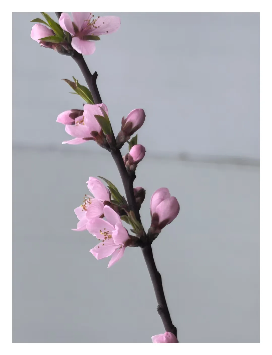 CC助手：中年后的孤独，如何面对生活的空虚与人际关系的消逝