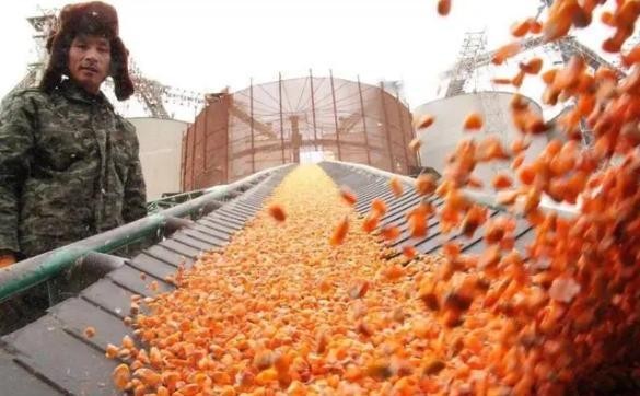 语音助手教程：中美粮食战争的警钟，保护种业与粮食安全的紧迫性