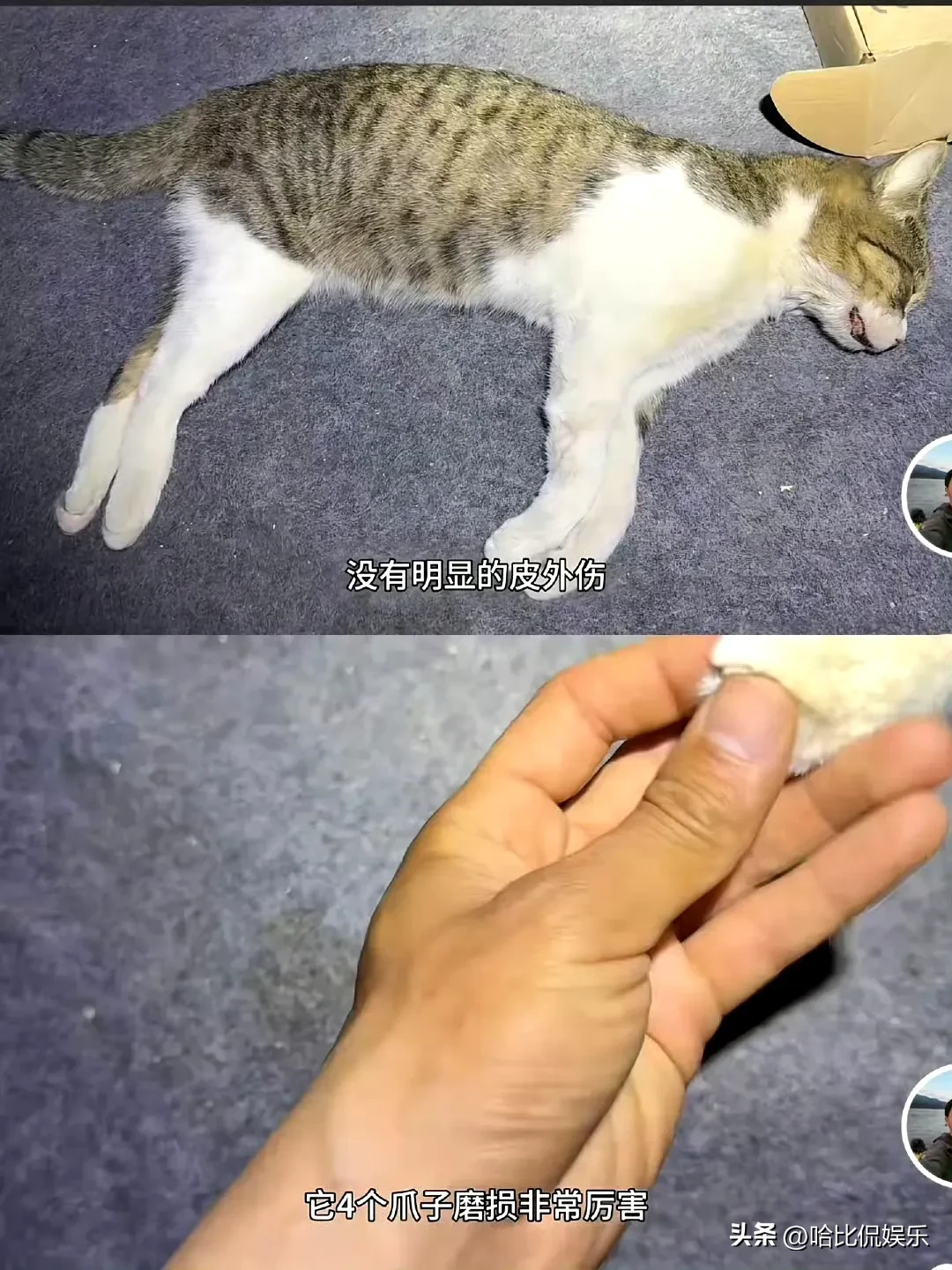 熊猫助手：网红小猫“悟空”疑似中毒去世，背后真相引发众人关注