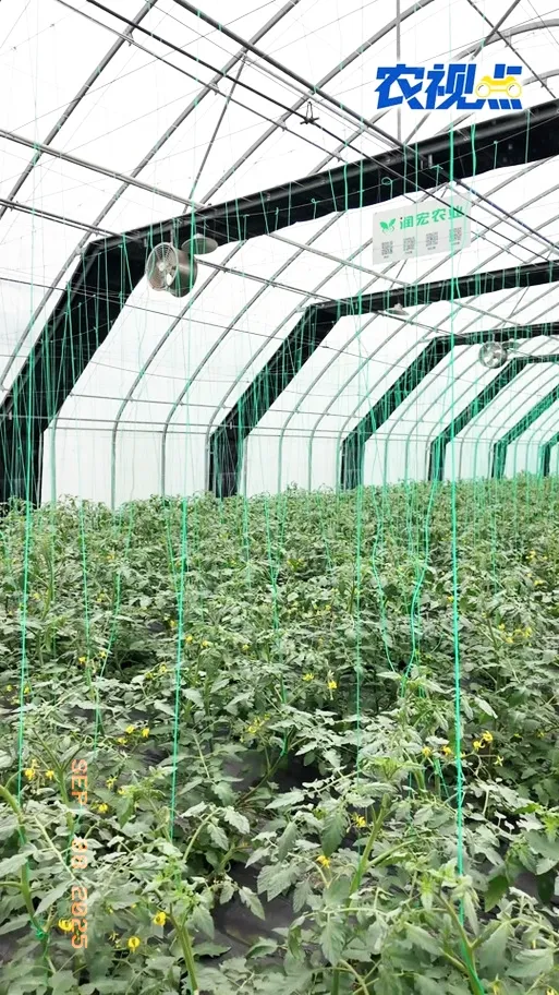 多多出评：比李子柒更励志的农业女网红，曹子瑜的成功之路与奋斗精神