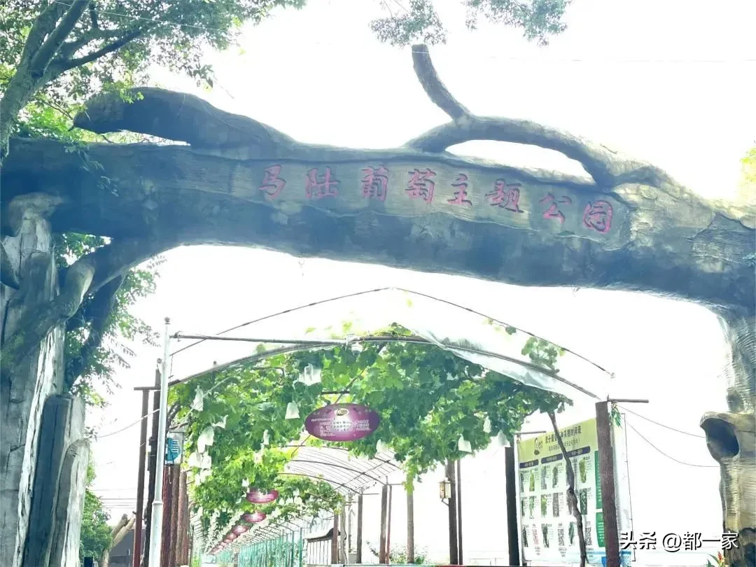 夕夕助手使用方法：郑州冷链直邮“传伦”葡萄，阳光玫瑰甘甜惊艳品尝体验