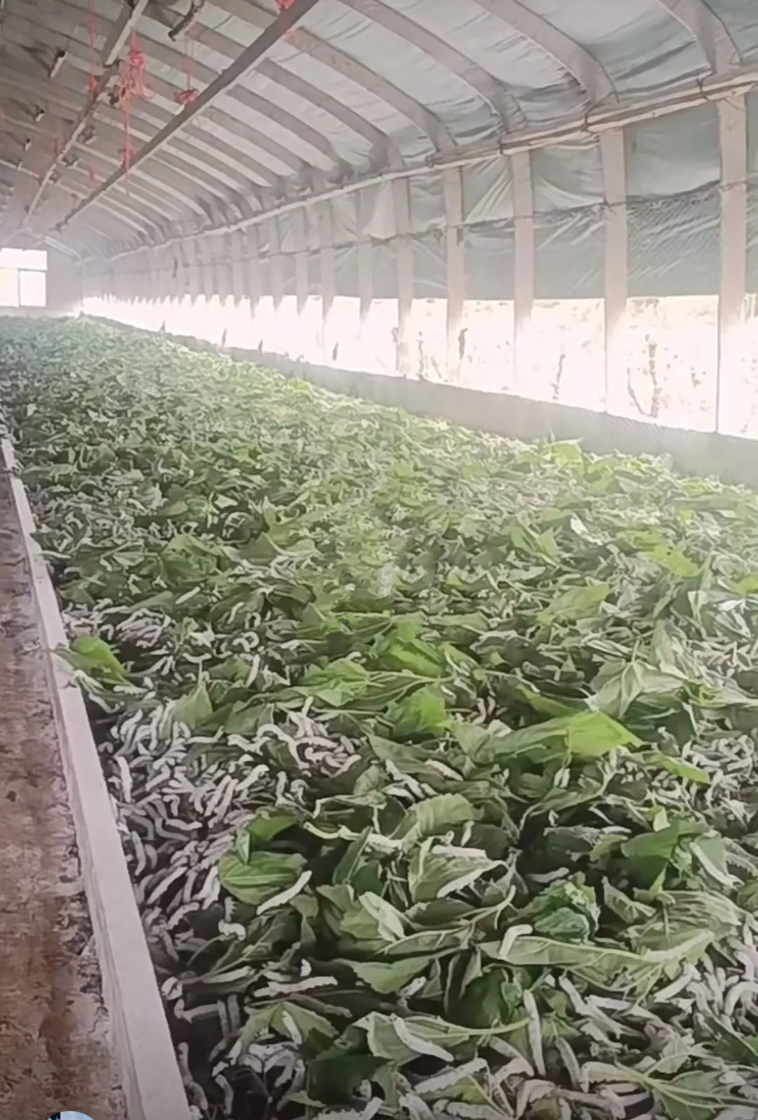 小G助手软件下载：蚕吃饲料的科技创新，是福是祸？探讨丝绸业的未来发展与挑战