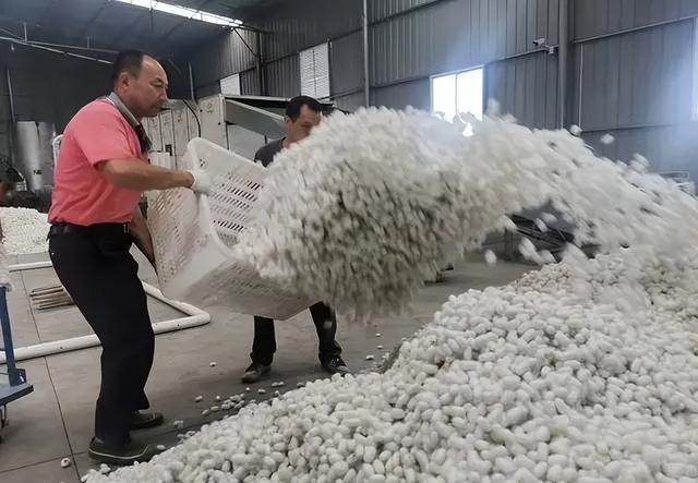 番茄管家软件：范红卫，如何从普通会计崛起为中国最大民企的女首富？