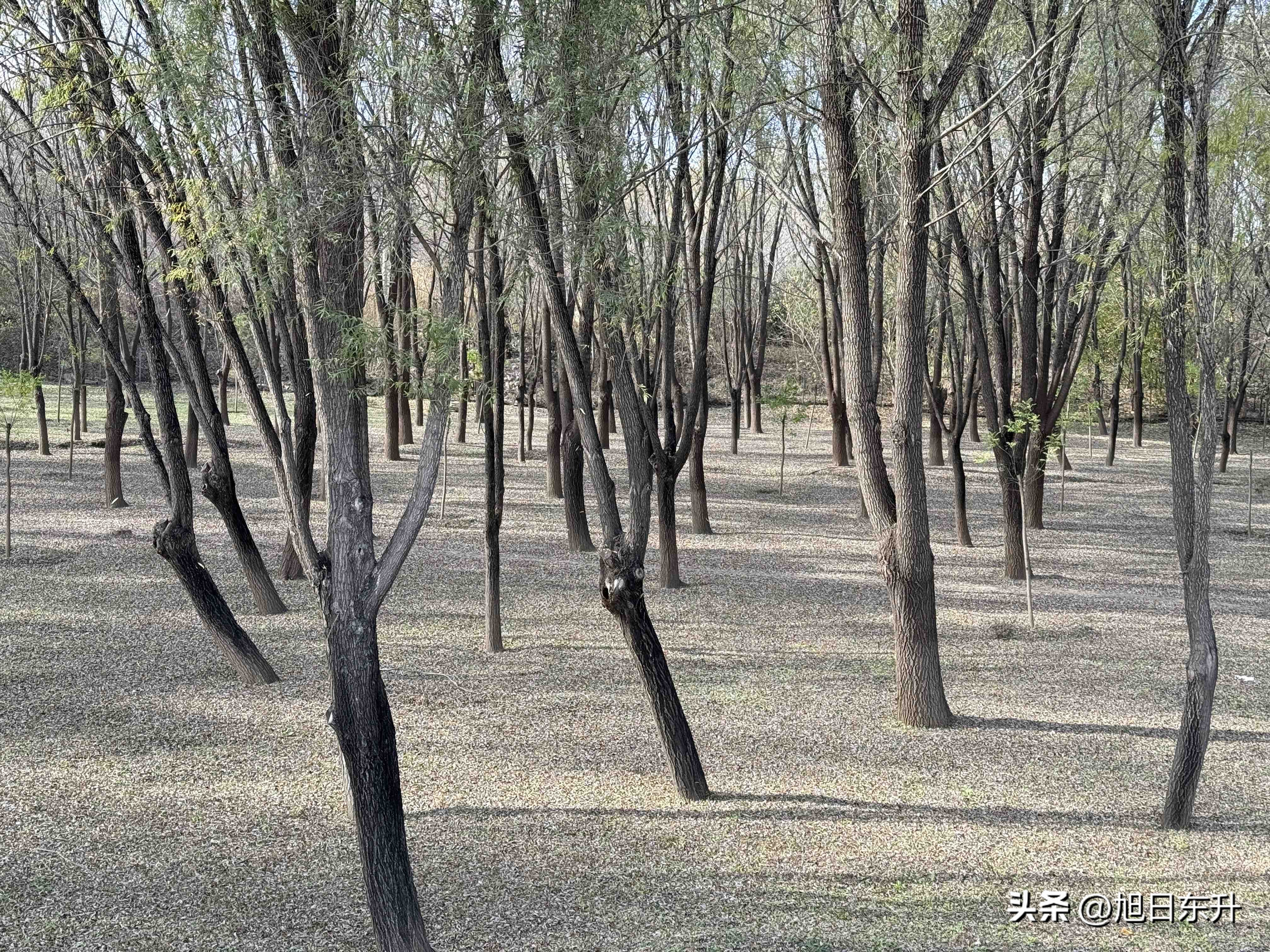 快火助手：北京冬日红果植物与猫咪的慵懒生活态度探寻