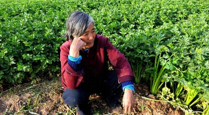 多多权重：活该他当老板！山东男子白菜滞销，书店老板出手相助，解决农民困境！