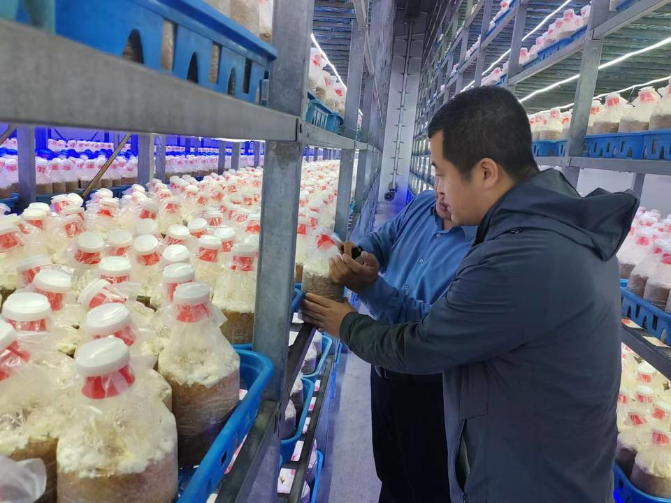 蓝天助手：中华财险德州中支推出绣球菌种植保险，助力食用菌产业发展