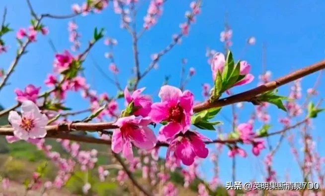 增强助手：顺丰快递的高效服务为何让中国邮政相形见绌？