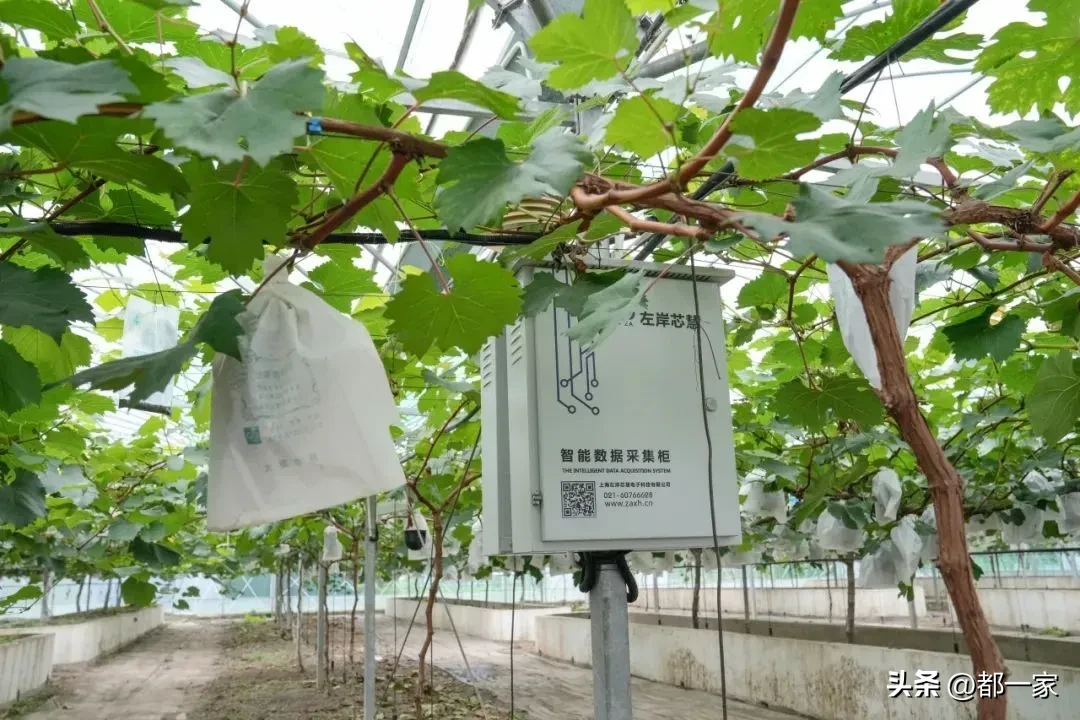夕夕助手使用方法：郑州冷链直邮“传伦”葡萄，阳光玫瑰甘甜惊艳品尝体验