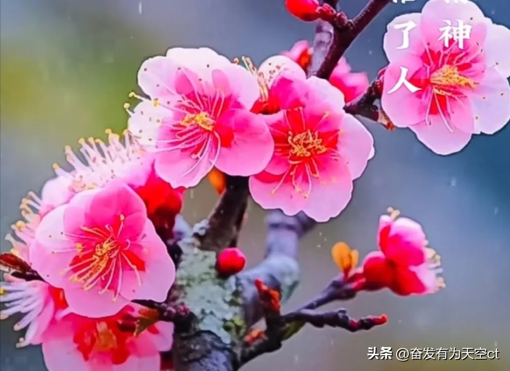 乐拼助手使用方法：大网红互动量突破50亿次，引领数字时代文化革新
