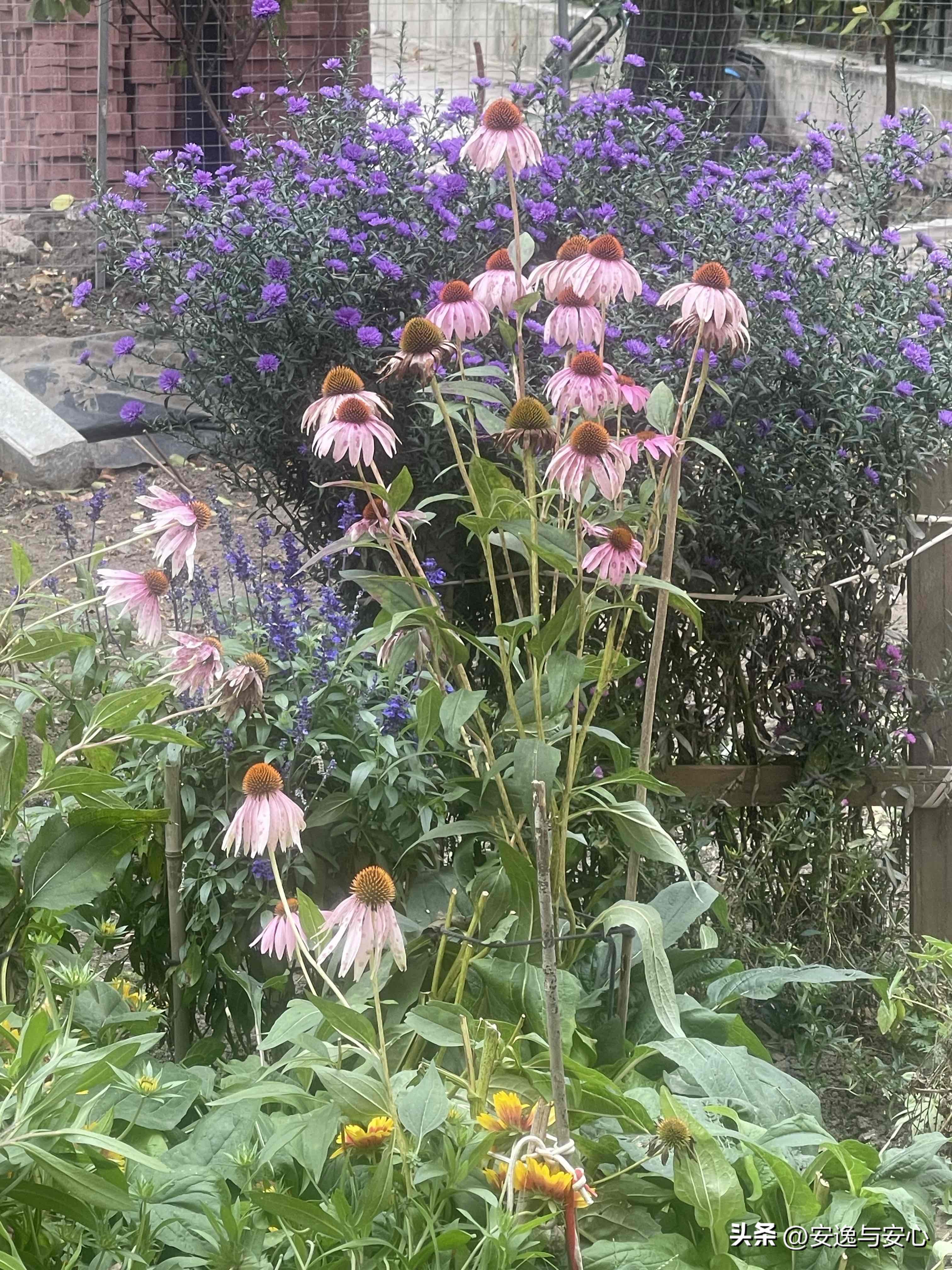 大麦助手：快递站的故事，老人取件背后的温情与思考