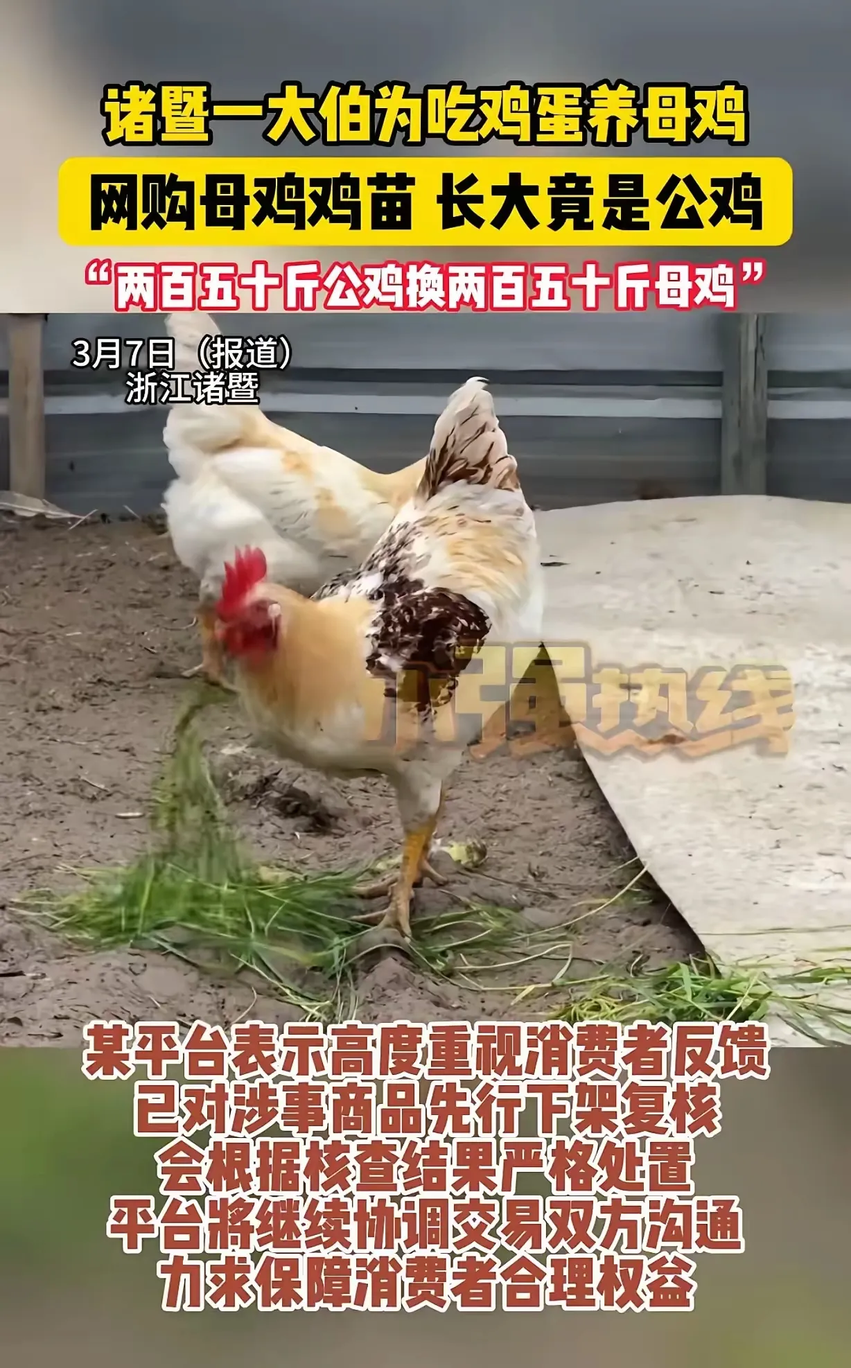 小G助手：网购公鸡换母鸡，陈大伯维权之路与消费者权益保护指南