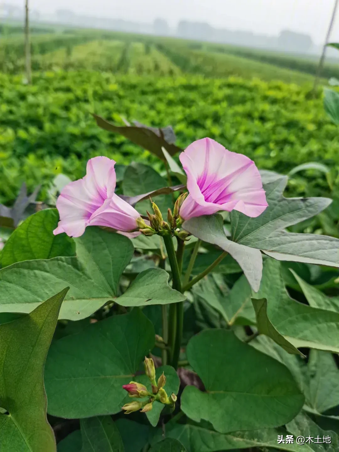 拼多多改销量：大蒜种子新发现，从菜鸟驿站的趣事谈种植认知差异