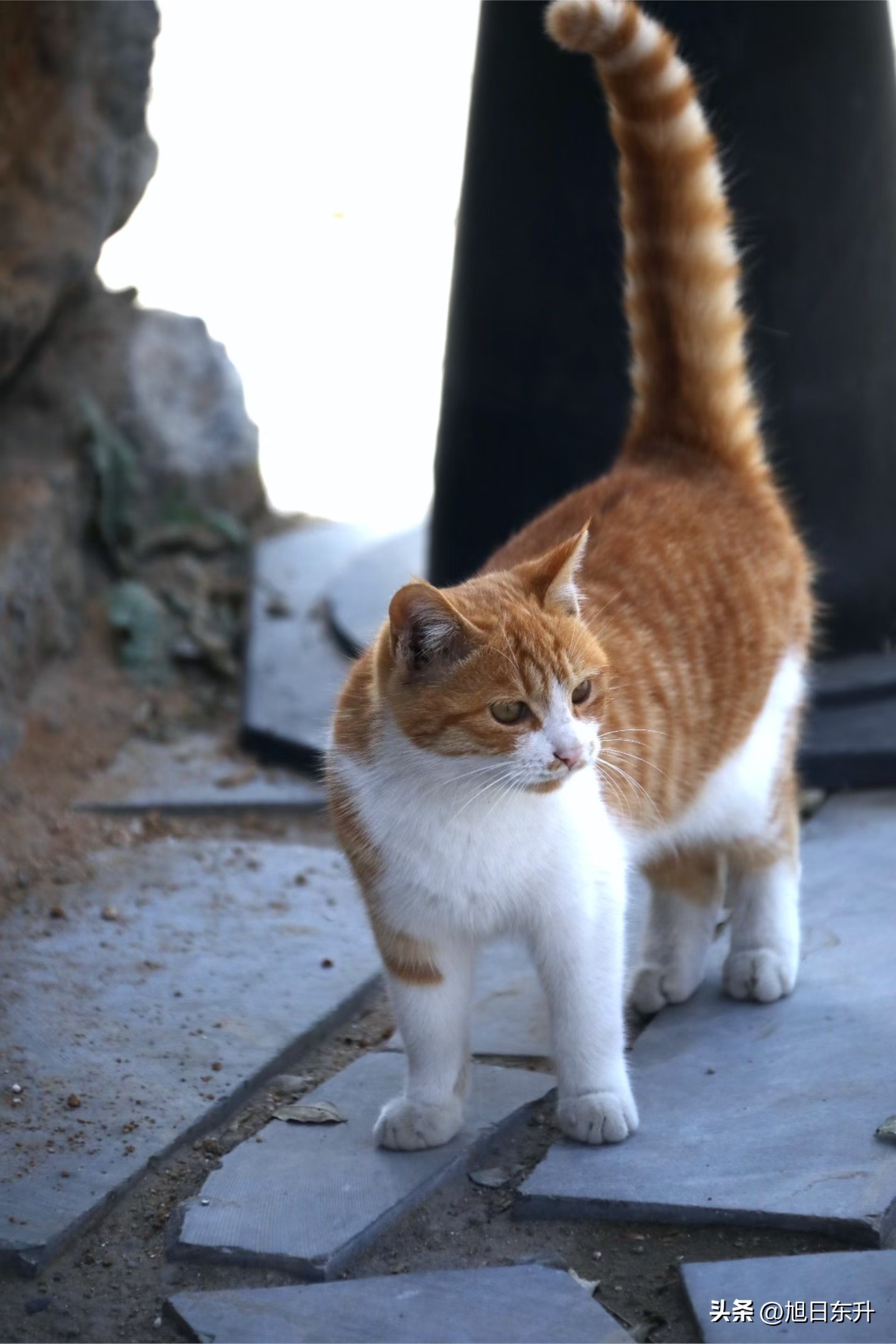 快火助手：北京冬日红果植物与猫咪的慵懒生活态度探寻