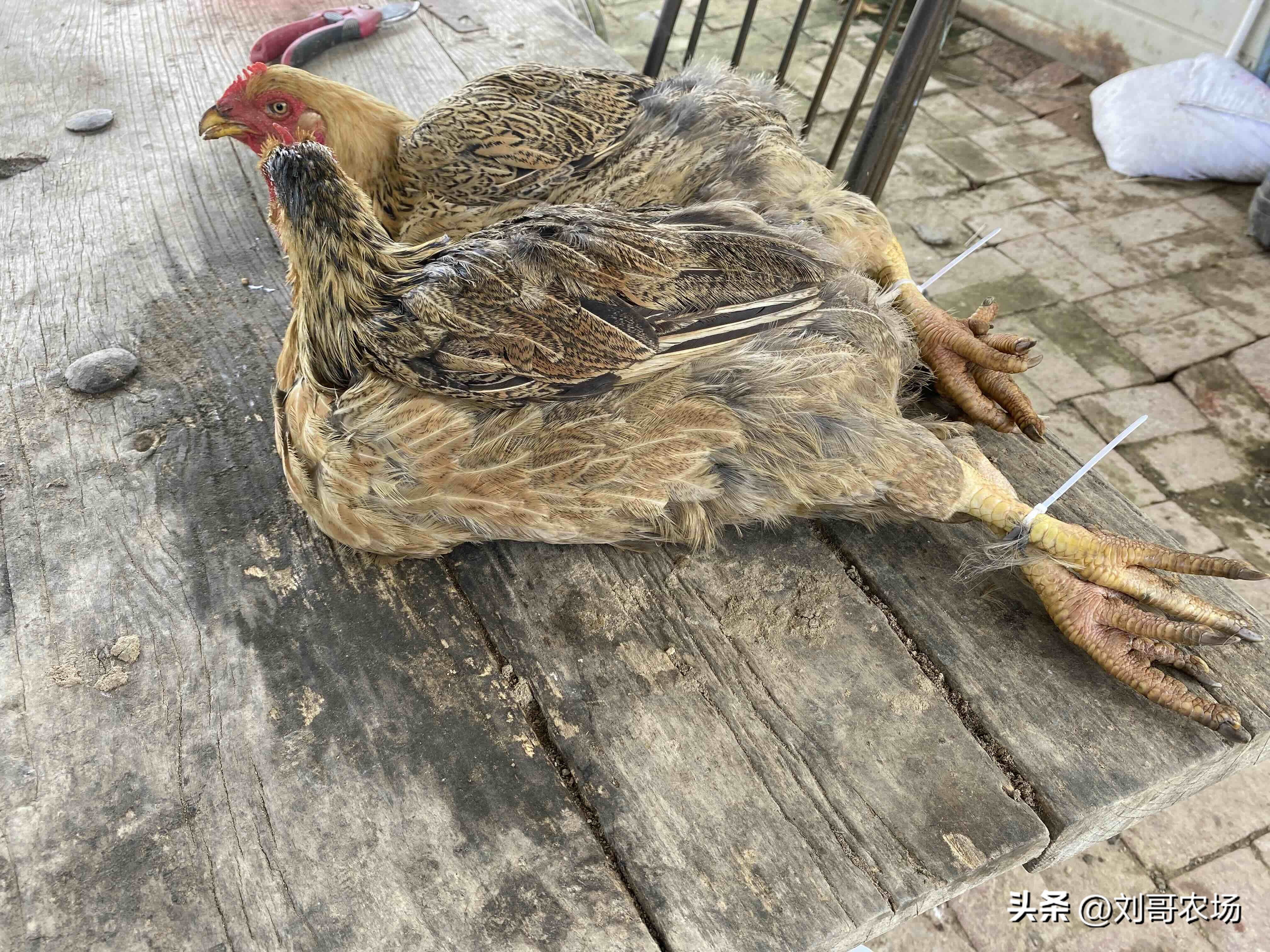 店销多多：广东土鸡价格与宰杀过程揭秘，两只散养母鸡售价295元