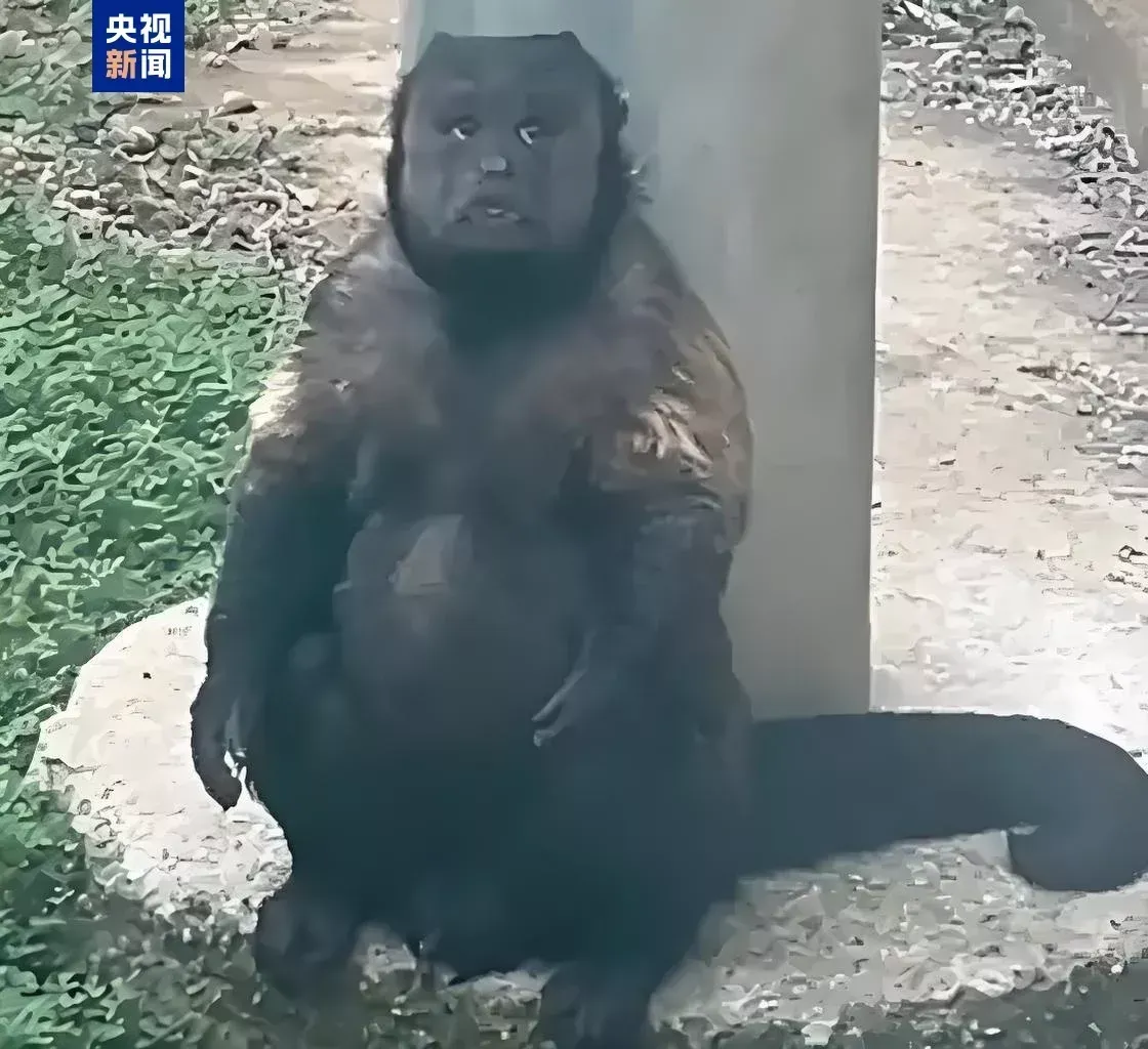 51助手：国字脸网红猴大壮离世，引发网友泪目与怀念，见证独特魅力