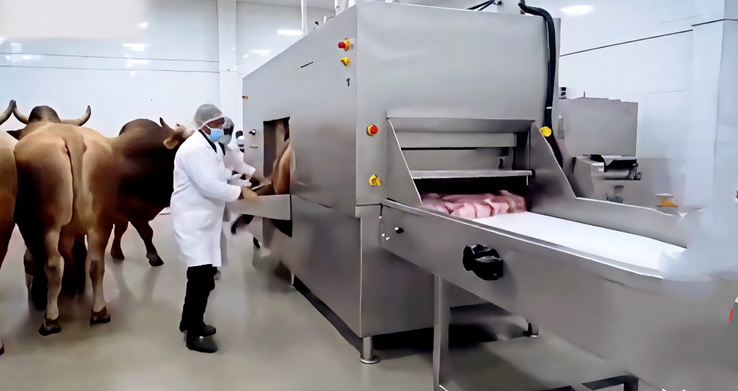 易出评：现代屠宰技术揭秘，“杀牛不见血”的创新与中国科技力量