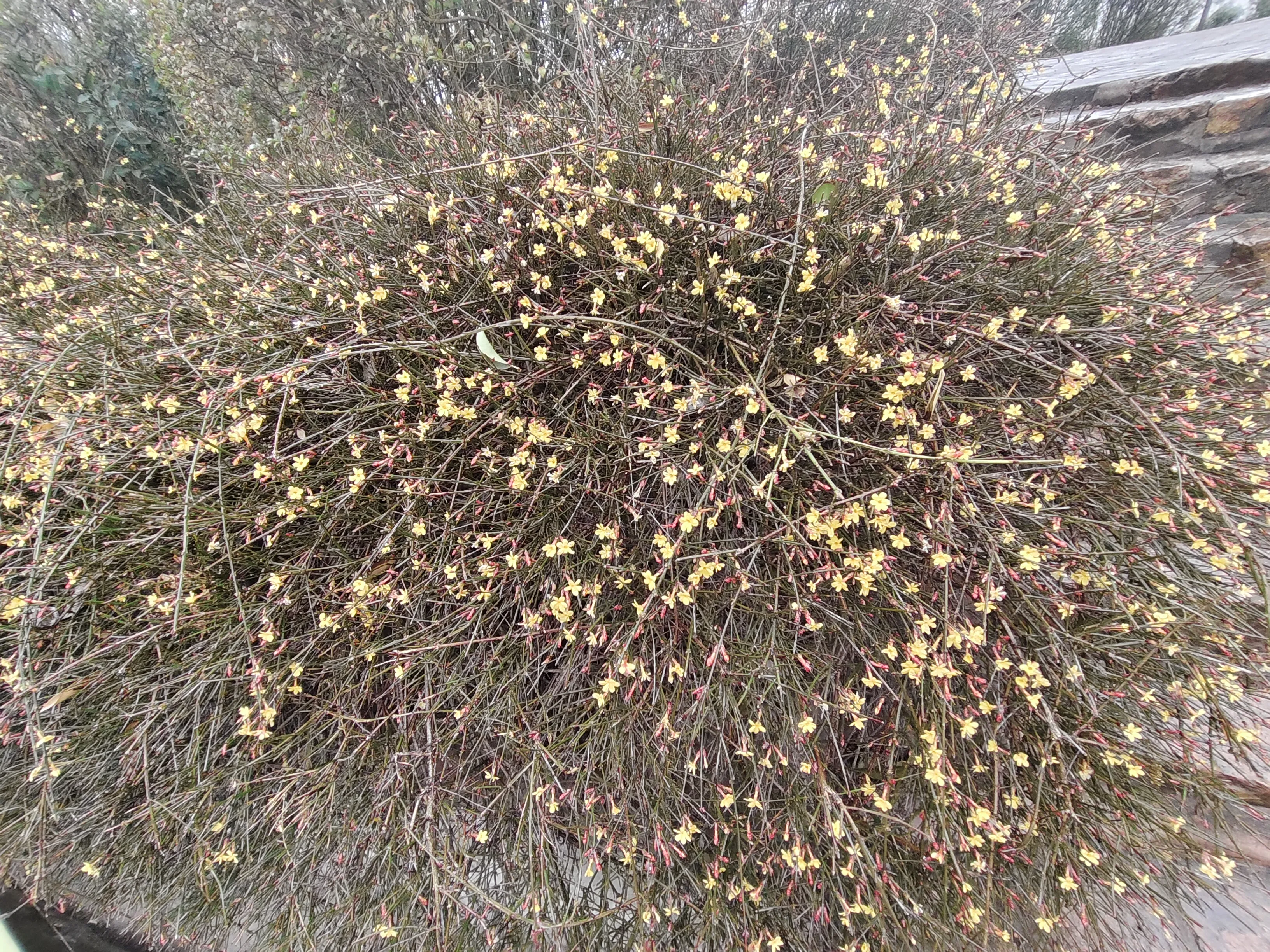 易出评拼多多：国美电器危机，消费者买电器未发货，门店仅剩一处营业